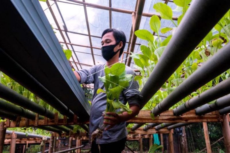 Budidaya Tanaman Sistem Hidroponik