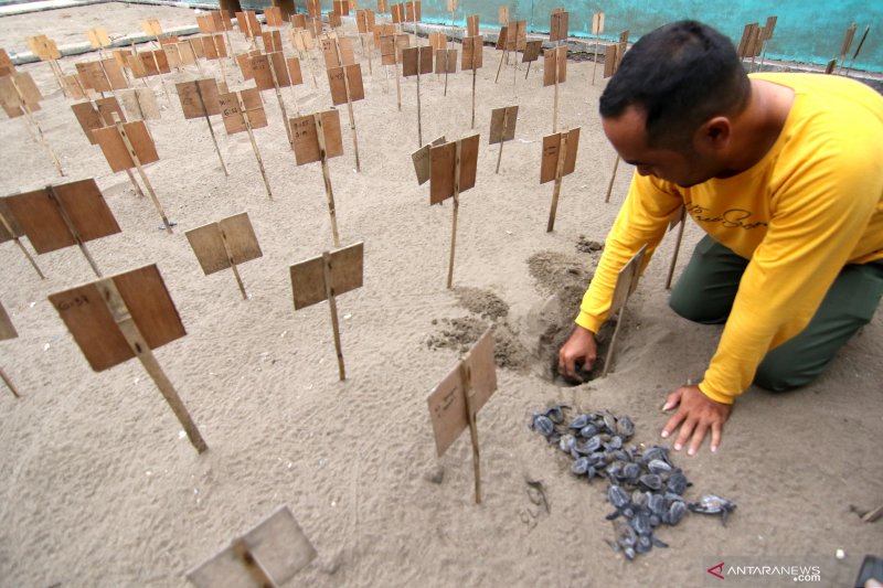 Puncak Penyu Bertelur di Pantai Ngagelan