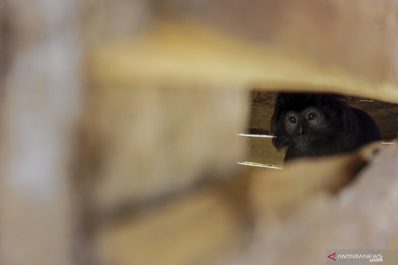 Lutung Jawa Diamankan Warga