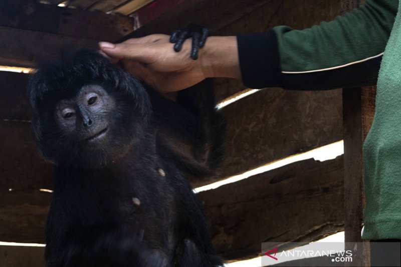 Lutung Jawa Diamankan Warga