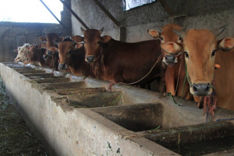 Global Qurban ACT DIY siap menyasar tiga kabupaten