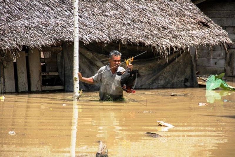 Selamatkan Ternak Ditengah Banjir