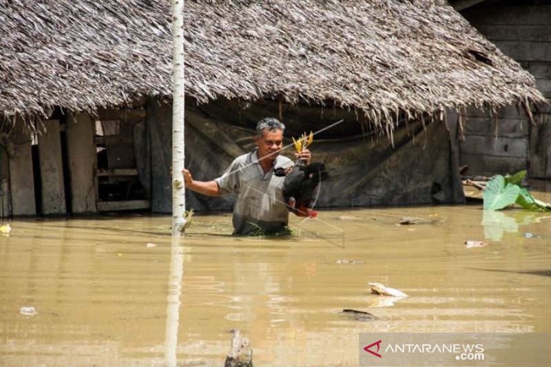 SELAMATKAN TERNAK DITENGAH BANJIR