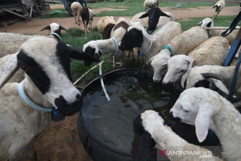 Sejumlah domba ekor gemuk minum air usai digembala