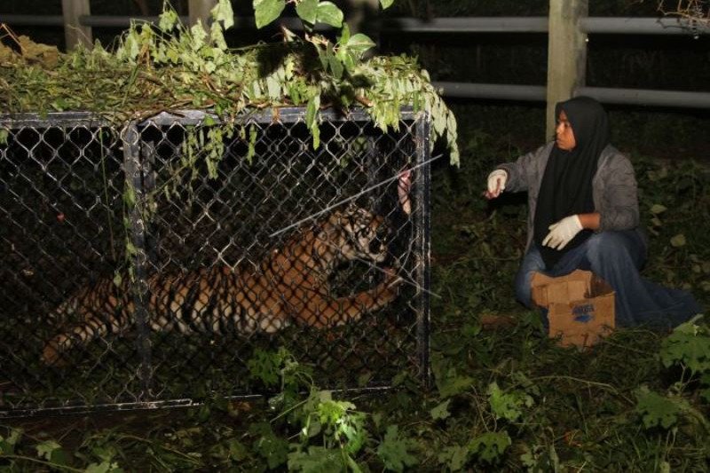 Begini Proses Pelepasliaran Harimau Sumatera