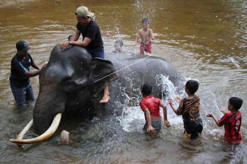 Pawang Memandikan Gajah Jinak