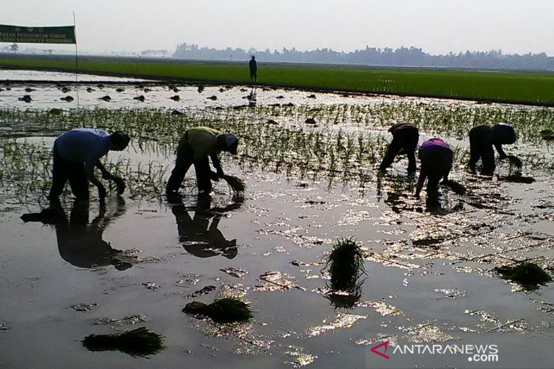 Pemkab Karawang dukung ketahanan pangan melalui percepatan tanam padi