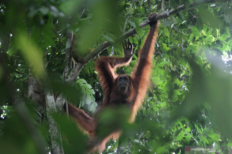 Orangutan Sumatera di Kawasan Ekosistem Leuser