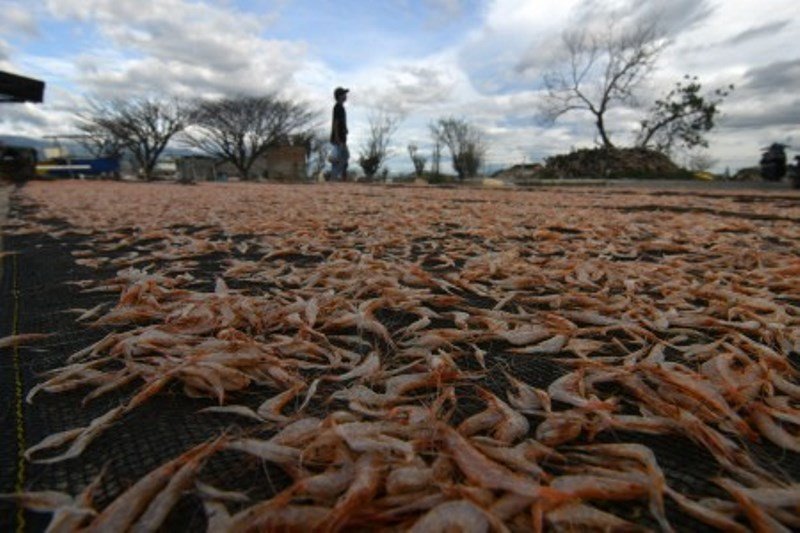 Tangkapan udang di musim hujan