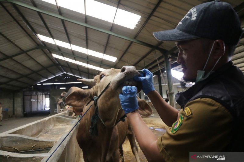 Warga Kota Bandung dianjurkan beli hewan kurban via daring