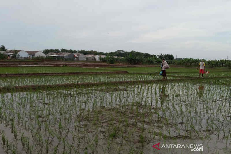 Distan Cirebon genjot percepatan tanam padi persawahan