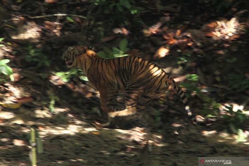 Pelepasliaran Harimau Sumatra di Aceh