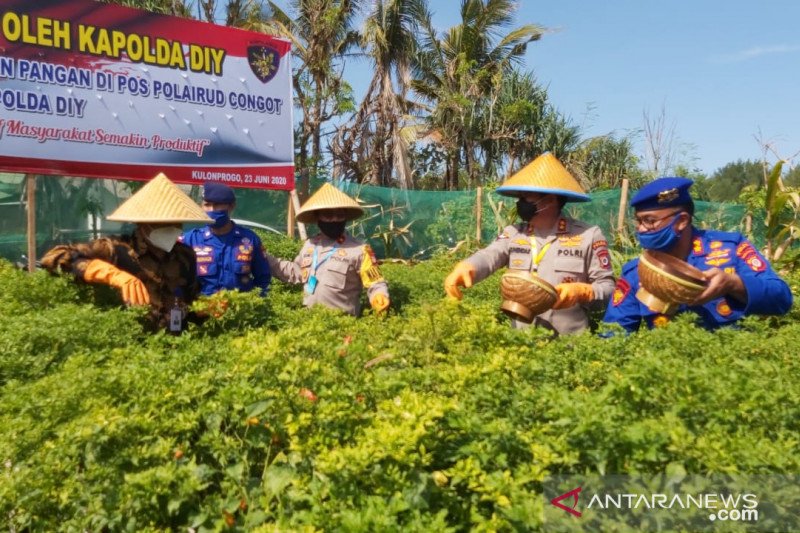 Polda DIY tanam cabai untuk dukung ketahanan pangan