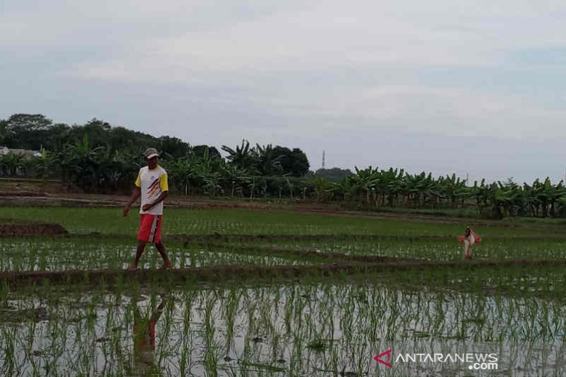 Irigasi Jatigede tingkatkan tanaman padi di Cirebon barat