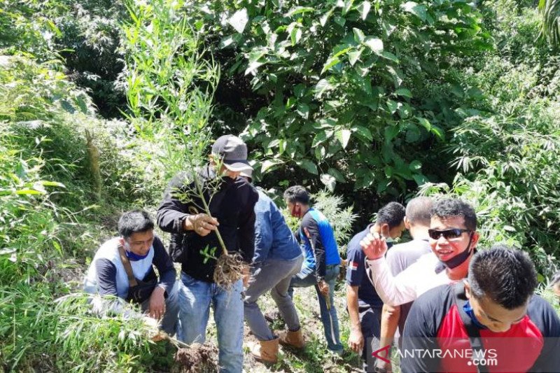 Tanam puluhan pohon ganja, warga Pariaman jadi buronan