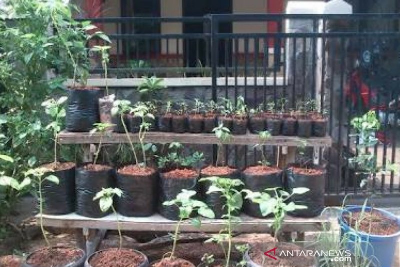 Urban farming di Kota Bogor, bantu kebutuhan pangan warga