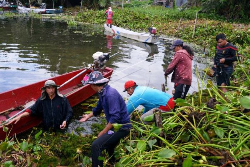 Pembersihan Eceng Gondok Danau Tondano