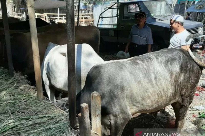 Pemotongan hewan kurban di Kota Bogor akan terapkan protokol kesehatan