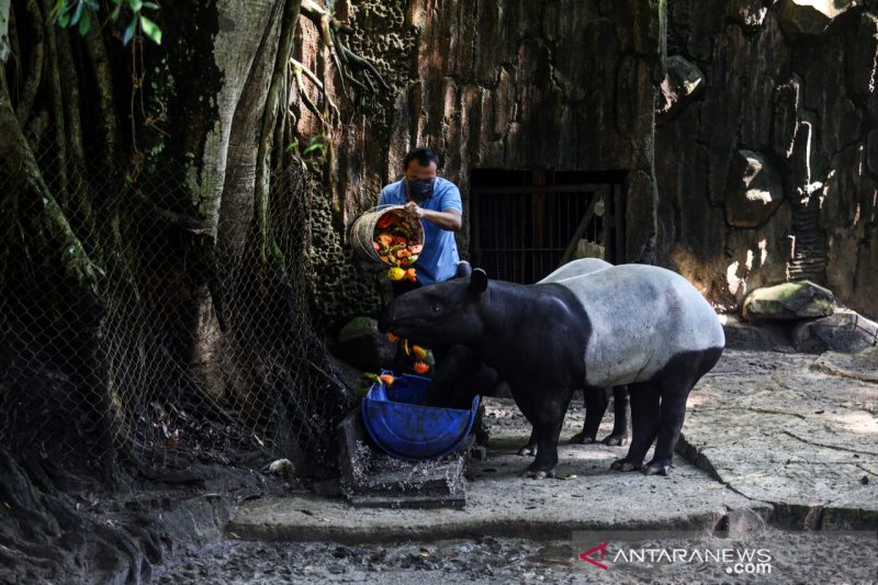 Kebun Binatang Bandung beroperasi saat fase AKB