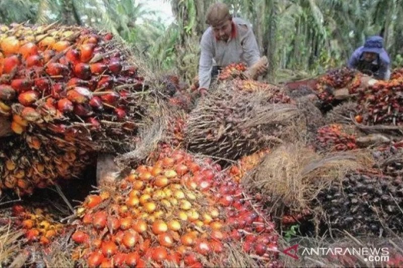 Pemilik Kebun Sawit Di Malaysia Minta Pemerintah Ijinkan Tka Masuk Kembali Antara News Kalimantan Tengah Berita Terkini Kalimantan Tengah