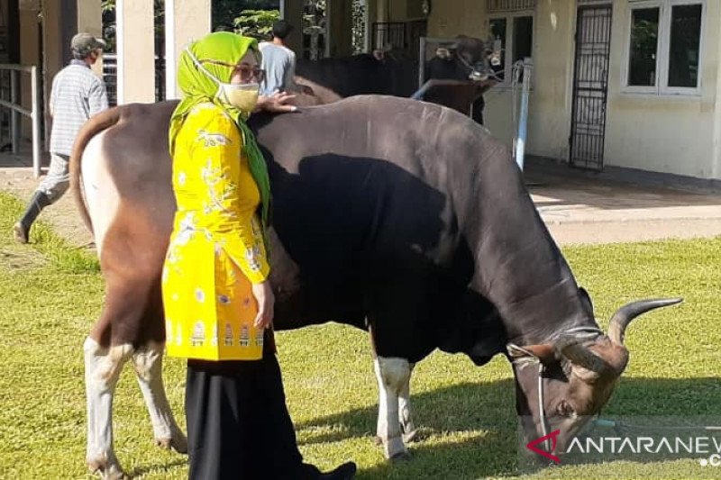 NTB menerapkan protokol COVID-19 dalam pengawasan hewan kurban