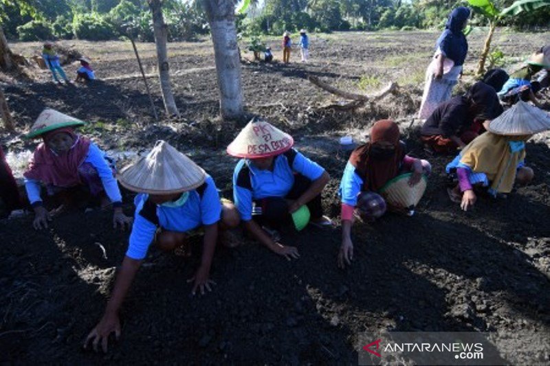 Padat Karya Tunai Desa atasi COVID-19