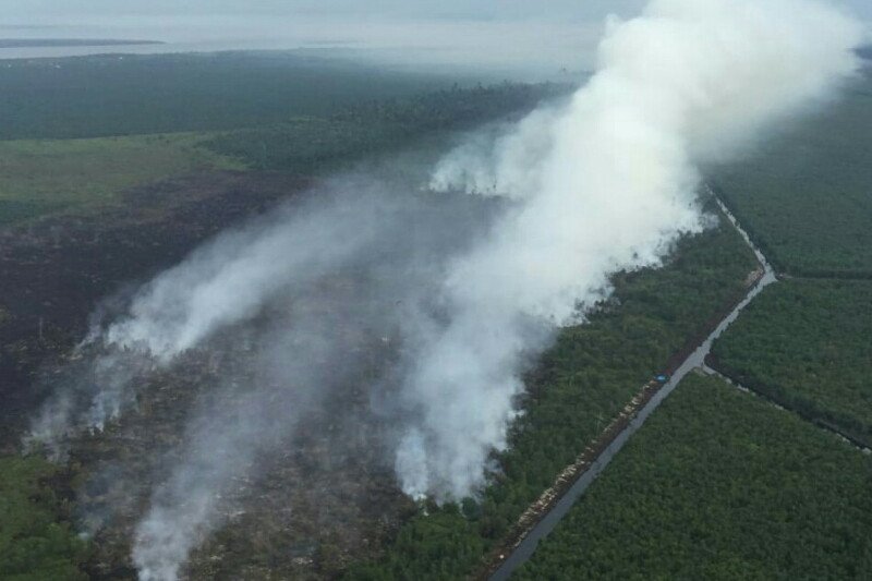 Delapan hektare lahan gambut terbakar di Rupat