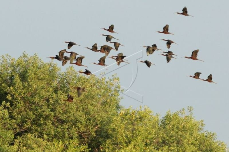 Ekowisata Untuk Konservasi Burung Air