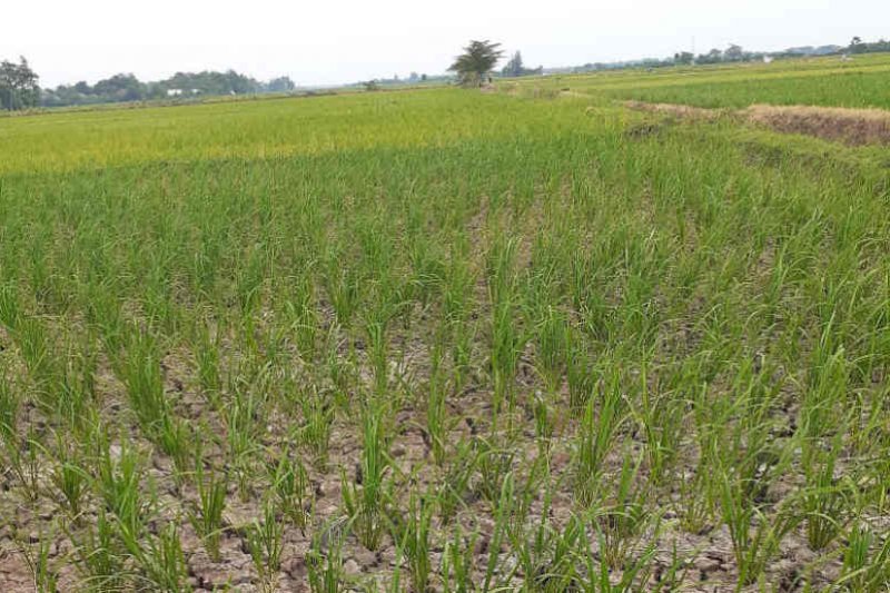 1.300 hektare tanaman padi di Indramayu terancam gagal panen