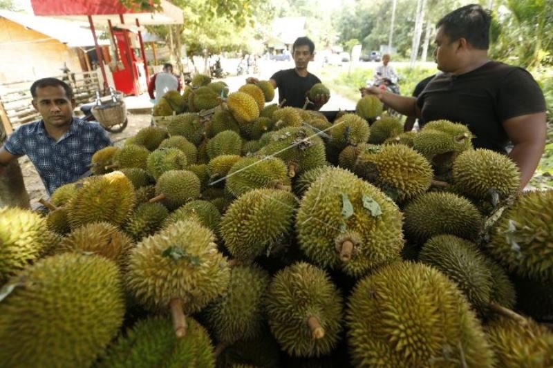 Pedagang Pengumpul Durian Lokal 