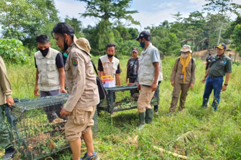 Karantina Pertanian Lampung lepasliarkan satwa hasil penyelundupan