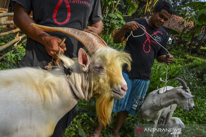 Produksi susu kambing