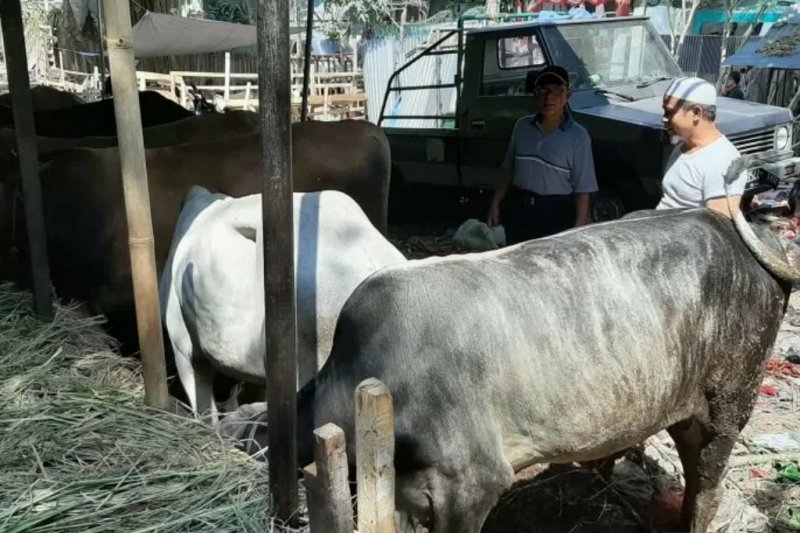 Wali Kota Bogor setujui surat edaran mengenai pemotongan hewan kurban