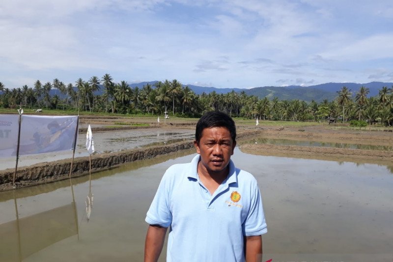 Sebagian petani Sigi alami keterlambatan benih padi saat bertani