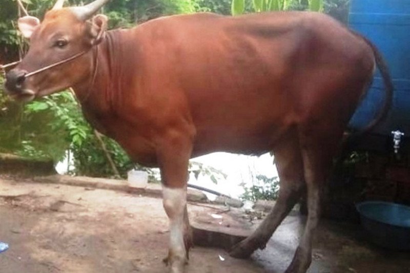 Pedagang hewan kurban bangun kios di pinggir jalan