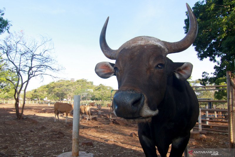 Populasi Banteng TN Baluran