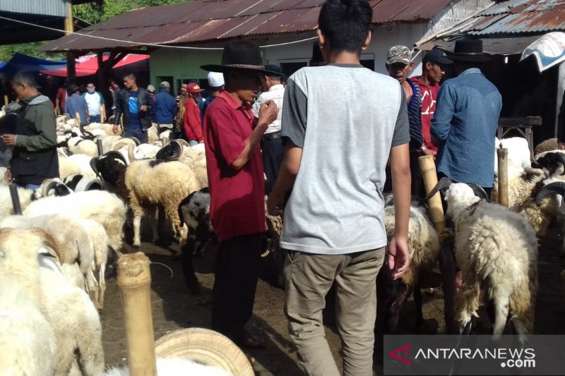 Harga domba kurban di Cianjur merangkak naik jelang Idul Adha