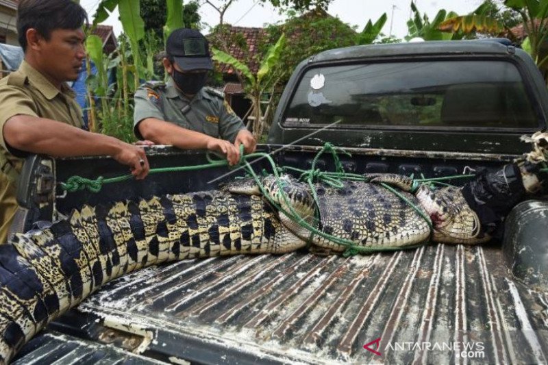 BKSDA BANTEN TANGKAP BUAYA MUARA