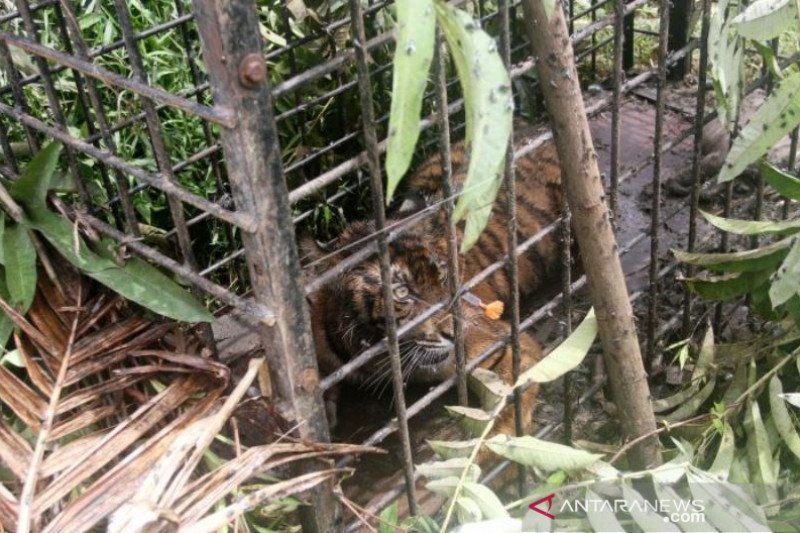 SEEKOR HARIMAU SUMATERA MASUK PERANGKAP BKSDA SUMBAR