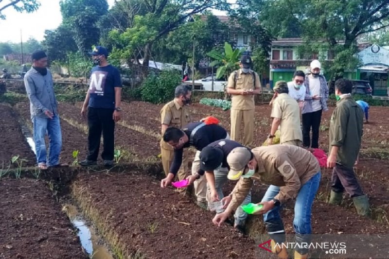 Ketersediaan benih hal utama pengembangan sentra bawang merah Sukabumi