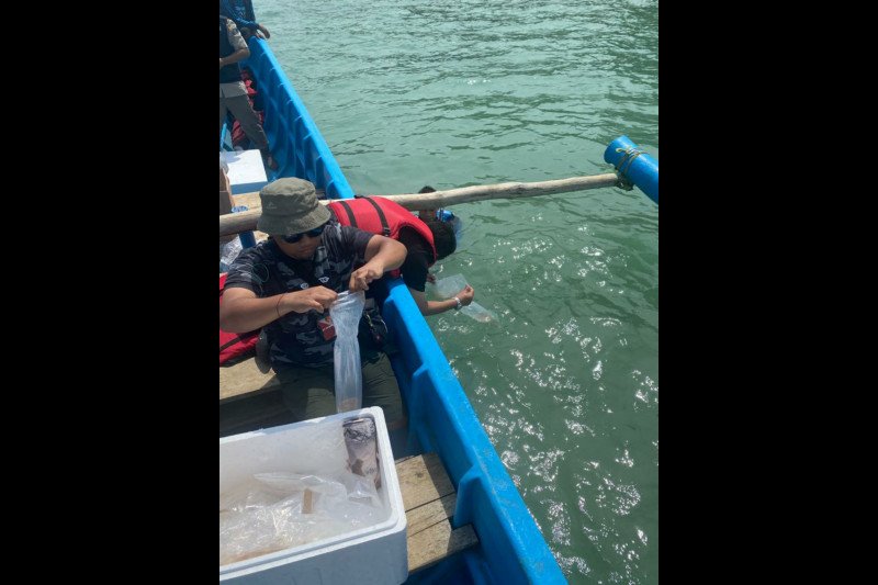 Pelaku penyelundup 73.200 benih lobster ditangkap