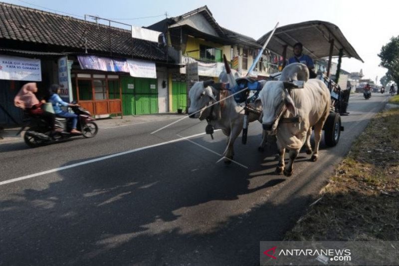 TRANSPORTASI TRADISIONAL GEROBAK SAPI