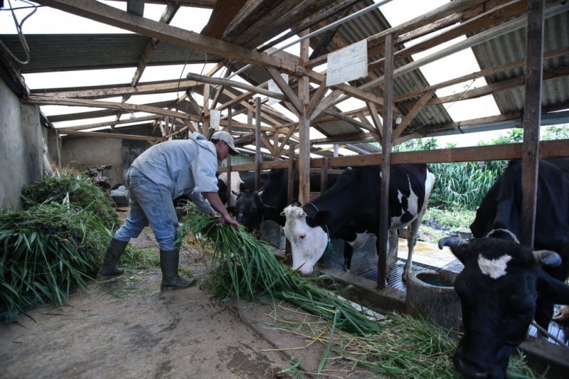 Program Renovasi Kandang tingkatkan produksi susu sapi