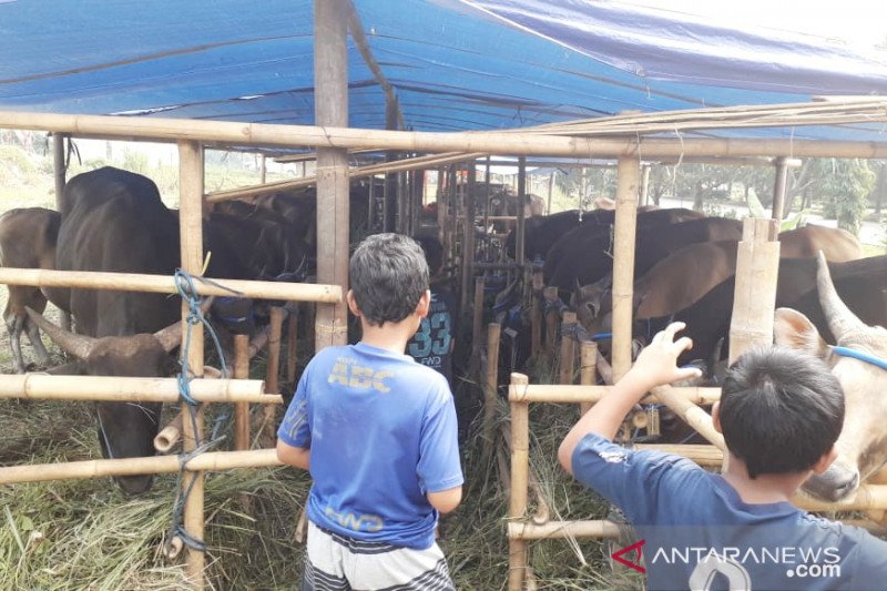 Jumlah hewan kurban di Bogor menurun saat pandemi
