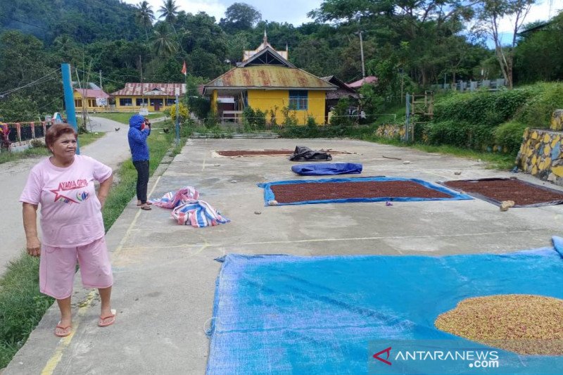 Harga cengkeh di Poso turun drastis