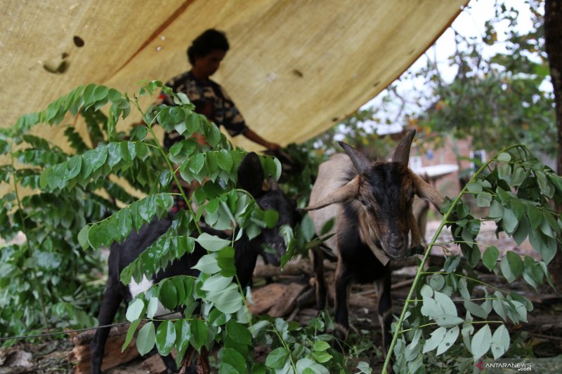 BELASAN RIBU JIWA TERDAMPAK BANJIR DI KONAWE