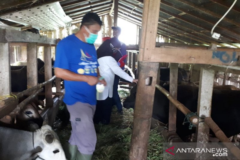 Pemeriksaan kesehatan hewan kurban di Padang Panjang terkendala jarak