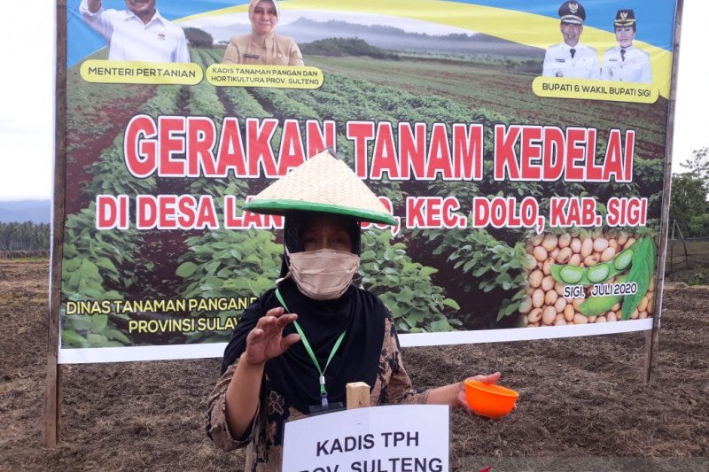 Sulteng targetkan luas tanam kedelai tahun 2020 capai 8.000 hektare