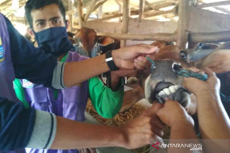 Pemkot Cirebon terjunkan tim pastikan hewan kurban sehat