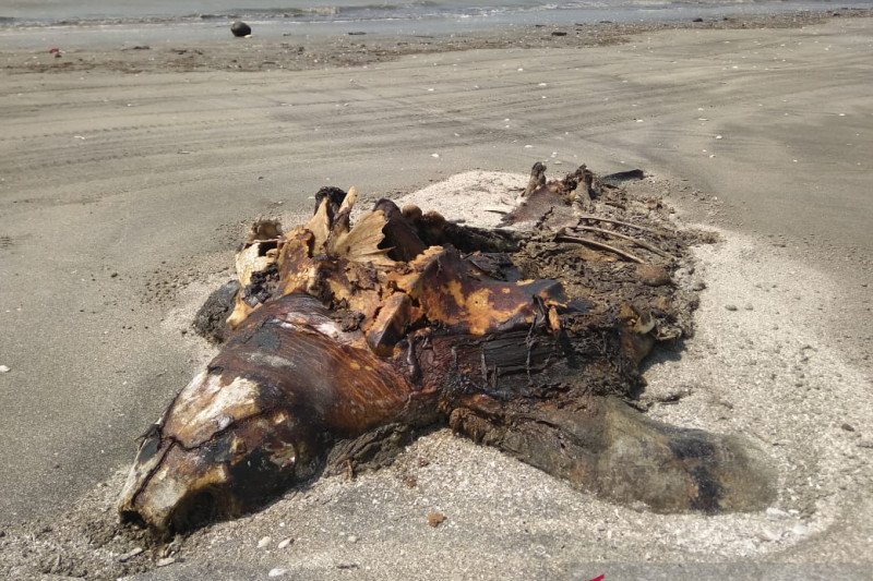 Bangkai penyu terdampar di pantai Lampung Timur